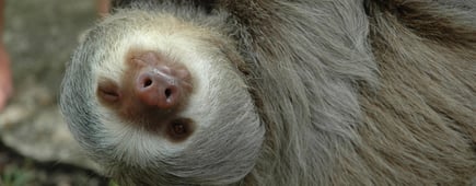 A three toed sloth giving a wink as he hangs from a branch, Osa Peninsula, Costa Rica